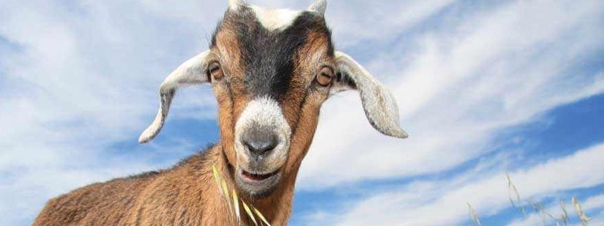 Grt-JF10-goats-kid-i