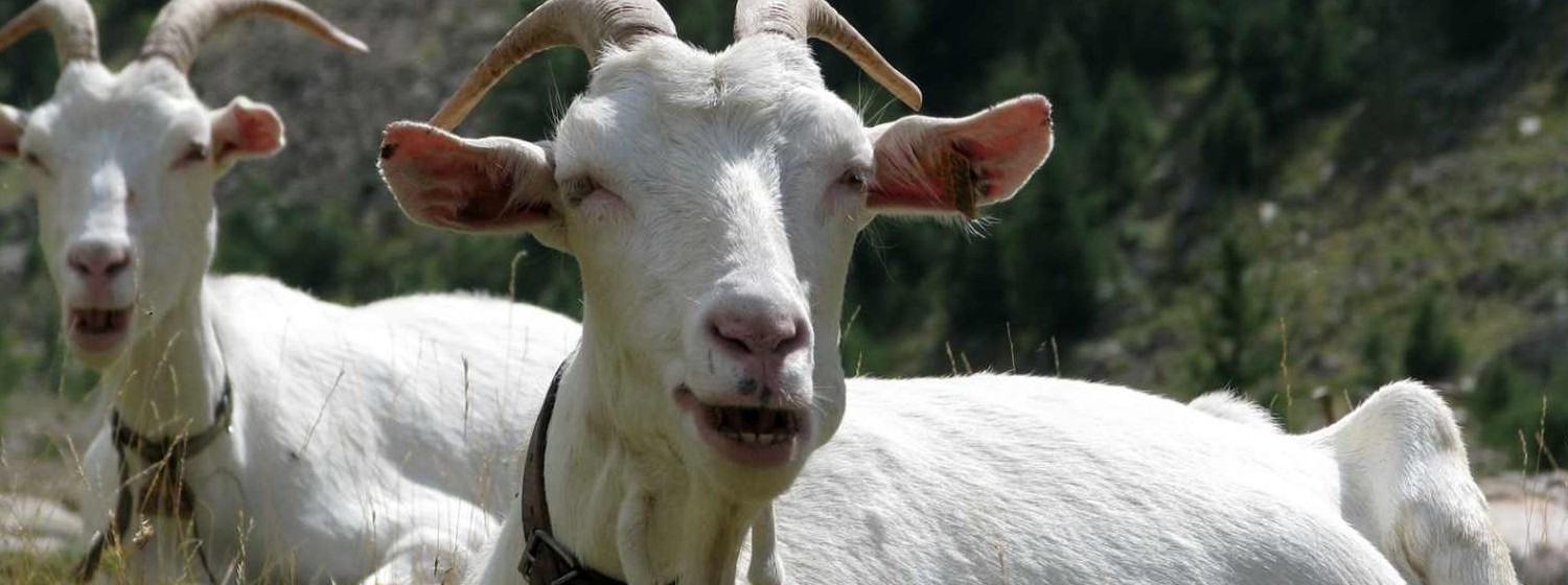 Smiling_goats_by_Momotte2