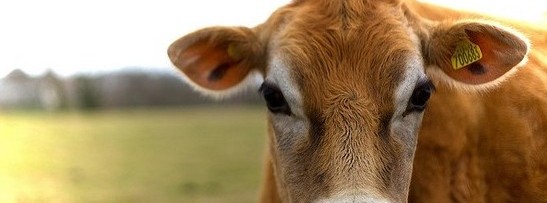cute jersey cow